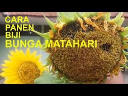 Bunga matahari adalah tanaman semusim yang mempunyai ciri khas mahkota bunganya yang berwarna kuning. Cara Panen Biji Bunga Matahari Youtube