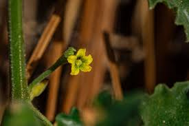 Image result for Corallocarpus triangularis