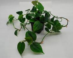 New England Herpetoculture Llc Vines Trailing Plants Plants Terrarium Plants Plant Decor