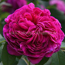 They can then be pruned after flowering. Charles De Mills Rosen Online Kaufen Im Rosenhof Schultheis Rosen Online Kaufen Im Rosenhof Schultheis