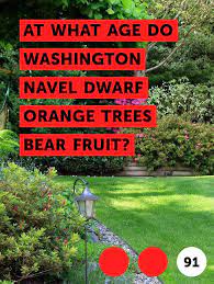 Learn At What Age Do Washington Navel Dwarf Orange Trees Bear Fruit How To Guides Tips And Tricks Orange Tree Citrus Trees Tree