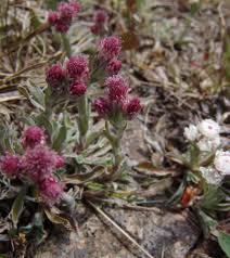 Image result for Pleiotaxis argentea