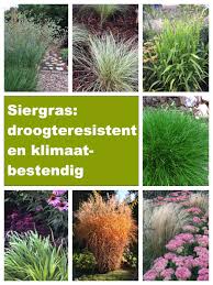 speciaal voor de kleine tuin siergrassen droge tuin siergras