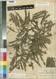 Image result for Brachystegia glaucescens