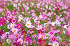 Primavera: quando começa, características e flores da época -