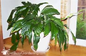 Exquisite white blooms arise from this exotic plant in a wicker basket. Peace Lily Plant Care Guide How To Grow A Peace Lily Peace Lily Plant Lily Plants Peace Lily Plant Care