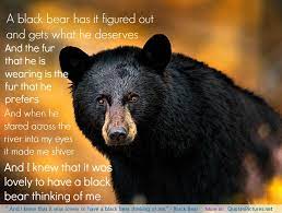 Bear and quote stay wild. Stupid Bear Quotes Quotesgram