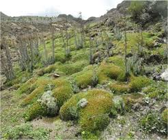 Image result for Eriocaulon schimperi