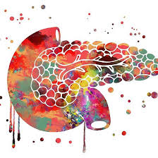 Pancreas Pancreas Print Watercolor Pancreas Medical Art Human Anatomy Medical Art Anatomy Art Art