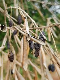 Image result for xylella fastidiosa oleander symptoms