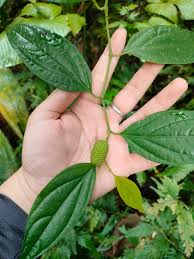 Image result for Helixanthera woodii