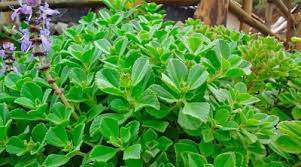 Image result for Coleus barbatus