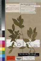 Image result for Hippocratea longipetiolata