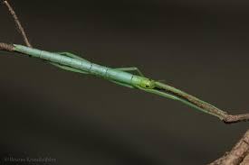 Image result for Mostuea batesii