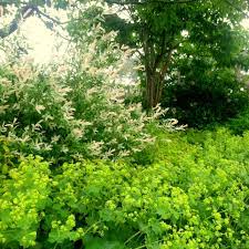 По данным missouri botanical garden: Lady S Mantle Surfing Hydrangea Nursery Inc