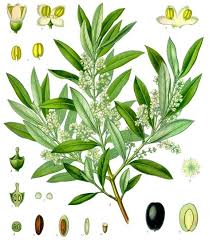 Découvrez tous nos conseils pour faire germer et pousser un noyau d'avocat jusqu'à ce qu'il devienne un bel avocatier. Olivier Wikipedia