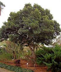 A small tree with majestic presence, japanese blueberry combines tropical foliage with an appealing christmas tree look. Gardeners Dirt Japanese Blueberry Tree Good Choice For Area Home And Garden Victoriaadvocate Com