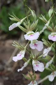 Image result for Eulophia