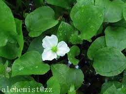 Image result for Ranalisma