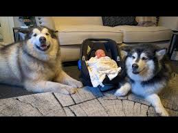 We did not find results for: Are Alaskan Malamutes Natural Swimmers 2021 The Dog Visitor