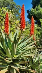 Image result for Aloe bukobana