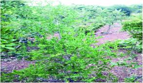 Image result for Securidaca longepedunculata