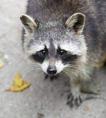 Het houden van exotische dieren als huisdier wordt eindelijk aan banden gelegd. Wat U Moet Weten Over Huisdier Wasberen Hoe Een Gelukkig Huis Voor Uw Huisdier Te Creeren