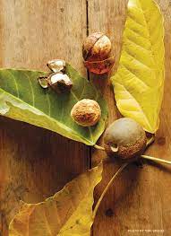 Kukui Nuts Kukui Kukui Nut Macadamia Nuts