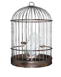 bird cage png by princessthahim on deviantart bird cage png by princessthahim on