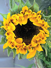 We would like to show you a description here but the site won't allow us. Review Sensational Sunflowers From Prestige Flowers Mother Distracted
