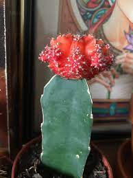 Are they too spread out and taking in too much water whenever i water them? What Do I Do With The Pups Growing On My Moon Cactus Can I Just Pop These Off And Plant Them And A Whole New One Will Grow Will Only The Orange