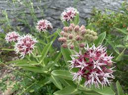 Showy Milkweed Grow Milkweed Plants