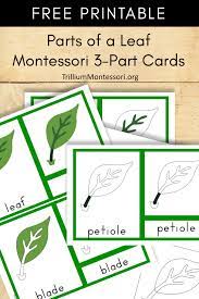 Almost all of these sites also has montessori printables available for sale as well. Free Montessori Printable Parts Of A Leaf Trillium Montessori