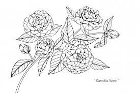 Camellia Flower Floral Illustrations Camellia Flower Flower Drawing