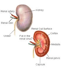 The Renal System Of The Greyhound Greyhound Articles Online