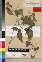 Image result for Cayratia gracilis