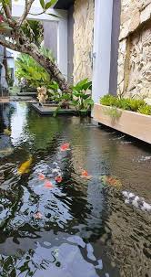 7 Desain Kolam Koi Minimalis Di 2020