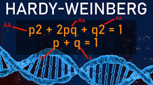 Hardy weinberg principle quiz questions and answers pdf: Hardy Weinberg Equation Help Gestion Des Risques Interculturels Com