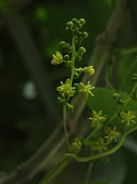 Image result for Tinospora orophila