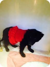 Bring your pet to the dallas pet expo. Adopted Meet Hattie A Puppy For Adoption At East Lake Pet Orphanage Elpo She Was Rescued W Her Sibs By Duck Team 6 Hatti Puppy Adoption Pets Pet Adoption