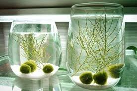 52 Off 4 Nano Marimo Moss Ball Pets From Japan For Rm48 Marimo Moss Ball Marimo Marimo Moss