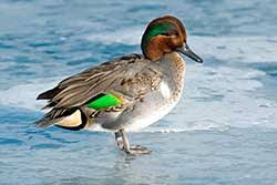 Spanish nouns have a gender, which is either feminine (like la mujer or la luna) or masculine (like el hombre or el sol). Spanish Translation Of Teal Collins English Spanish Dictionary
