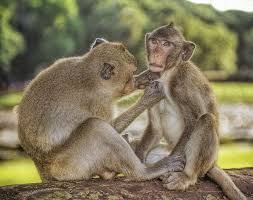 28 Pictures Of Indian Monkeys That Perfectly Describe You And Your Best Friend Indian Monkey Animals Lovely Creatures