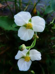 Image result for Alismataceae