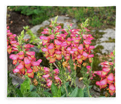 Shop for coral bead art from the world's greatest living artists. Living Coral Colored Flowers Refreshed By Summer Rain Fleece Blanket For Sale By Georgia Mizuleva