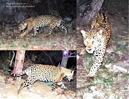Spanish explorers brought the animal to the attention of europe first. Rarely Seen Jaguar Photographed By Trail Camera In Arizona San Luis Obispo Tribune