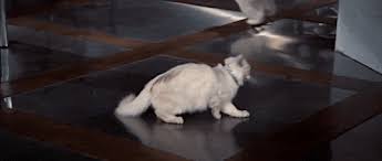 Share the best gifs the best gifs of blofeld on the gifer website. James Bond Imagines Explore Tumblr Posts And Blogs Tumgir