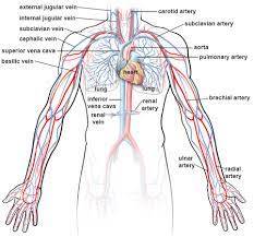 Flowchart can with be defined as a diagramatic. Illustrations Of The Blood Vessels