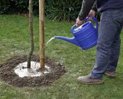Obstbäume die im winter geschnitten werden, sind weniger anfällig als andere pflanzen und können. Obstbaume Pflanzen Die Besten Tipps Mein Schoner Garten
