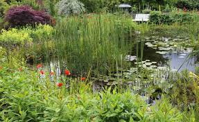 Die Besten Teichpflanzen Fur Jede Wassertiefe Teichpflanzen Naturteich Gartenteich